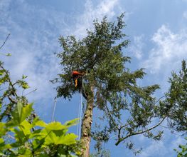 TreeUp Baumpflege Bild 5
