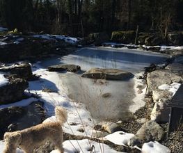 Gander Gartenbau Bild 14