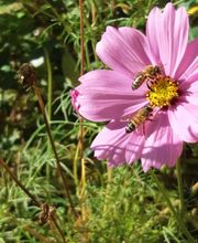 Apiz Apiculture Kingersheim image 5