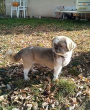 À la Maison du Toilettage image 17