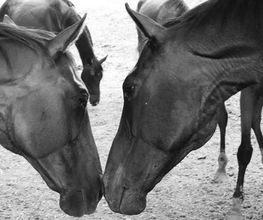 Horseland image 3