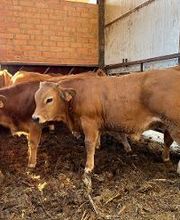 Pinsos Cortada imagen 1