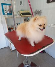 Aux 101 Dalmachiens image 4