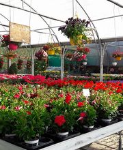 Schwab Fleurs SA Bild 2