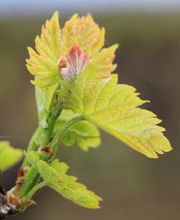 Vins Mottron image 1