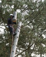 Acces Aux Arbres image 1