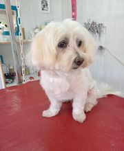 Aux 101 Dalmachiens image 5