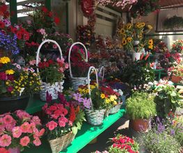 A. Pinto Fleurs Bild 10