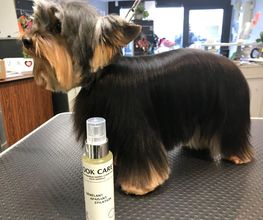 Au Look Canin image 12