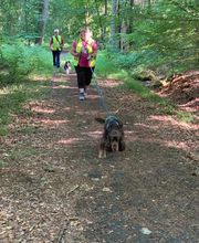 RolfsRudel Hundeschule / Rolf Matar Bild 4