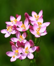 Naturheilpraxis Irène Nabi Bild 8