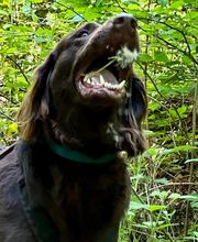 Und die Hunde Bild 3