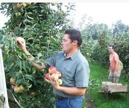 Talbot Fruit image 4