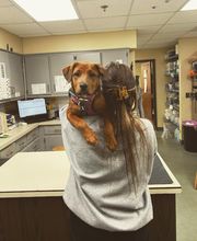 Shiloh Veterinary Hospital image 6