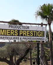 Palmiers Prestige image 1