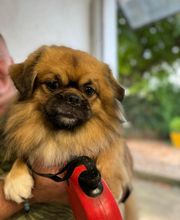 Armelle Toiletteuse Chiens Et Chats image 18