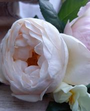 Blumen Schweizer Bild 3