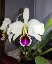 JB orchids imagen 15