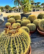 Cultur'Arbres image 1