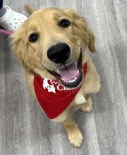 Bridgeview Pet Wellness Clinic image 9