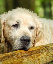 The Pet Wellness Group: Florence image 3