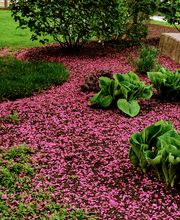 Shepherds View Landscaping & Tree Removal, LLC image 4