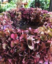 La Fioreria Lugano® Bild 14