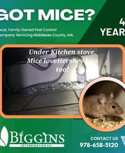 Biggins Exterminating image 13