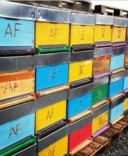 Abeille De Ré image 8