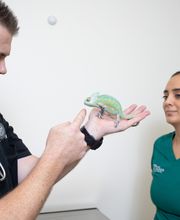 El Paseo Animal Hospital image 11