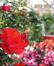 Blumen Eichenberger Oberrieden Bild 8