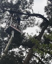 Renard Dianni image 4