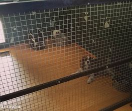 RESIDENCIA CANINA SORIA imagen 20