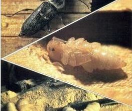 Somiip 90 image 4
