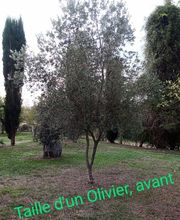 Branch' & Paysages Eirl Martin Pierre image 12