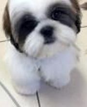 Esprit Canin image 2