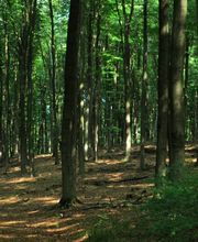 Im Sommer ist es im Wald angenehm kühl.