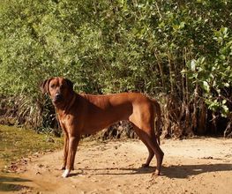 Rhodesian Ridgeback Züchter Bild 2