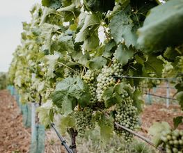 Sonnenhotel Weingut Römmert Bild 6