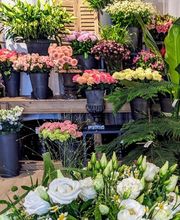 Florus image 5