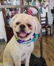 Poodle Doodle Pet Grooming image 7