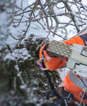 Kümin Baumpflege GmbH Bild 4