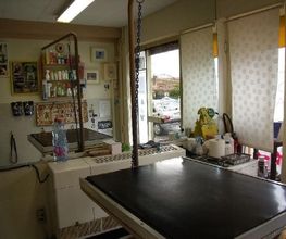 Aline Toilettage image 18