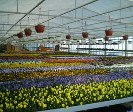 Eigenproduktion Frühjahrsblumen