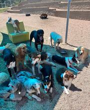 A Dog's World image 11