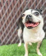 Fido Fido Dog Daycare & Boarding image 4