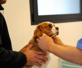Centro veterinario Montecchio immagine 4