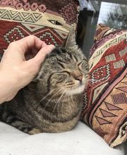 Comme Un Chat image 13