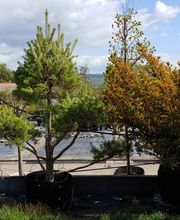 Kienzle Garten GmbH Bild 16