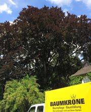 Baumkrone René Hannak Bild 6